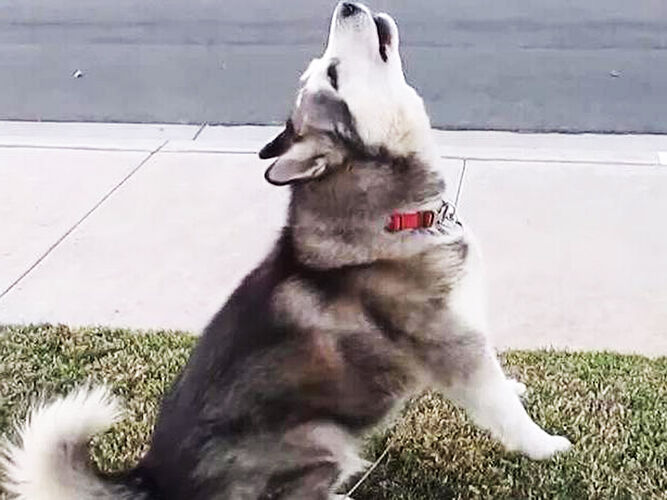 e91fd2c0f2174659a83daed445ef8537